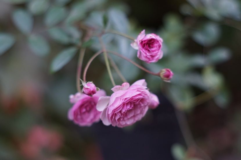  - OCTOMBRIE 2019- OCTOMBRIE 2020