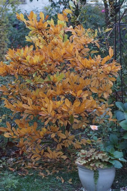  - OCTOMBRIE 2019- OCTOMBRIE 2020