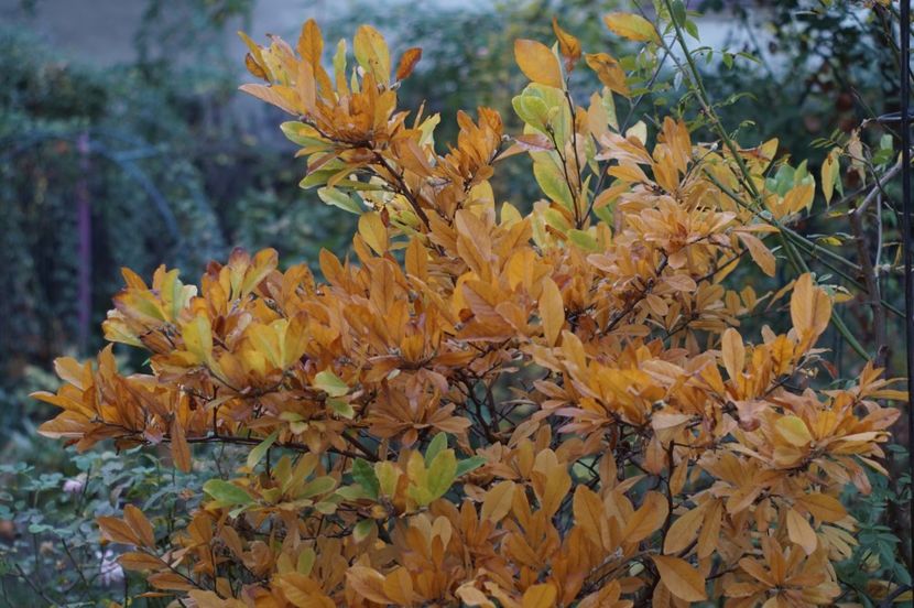  - OCTOMBRIE 2019- OCTOMBRIE 2020