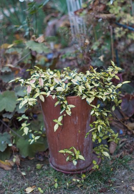  - OCTOMBRIE 2019- OCTOMBRIE 2020