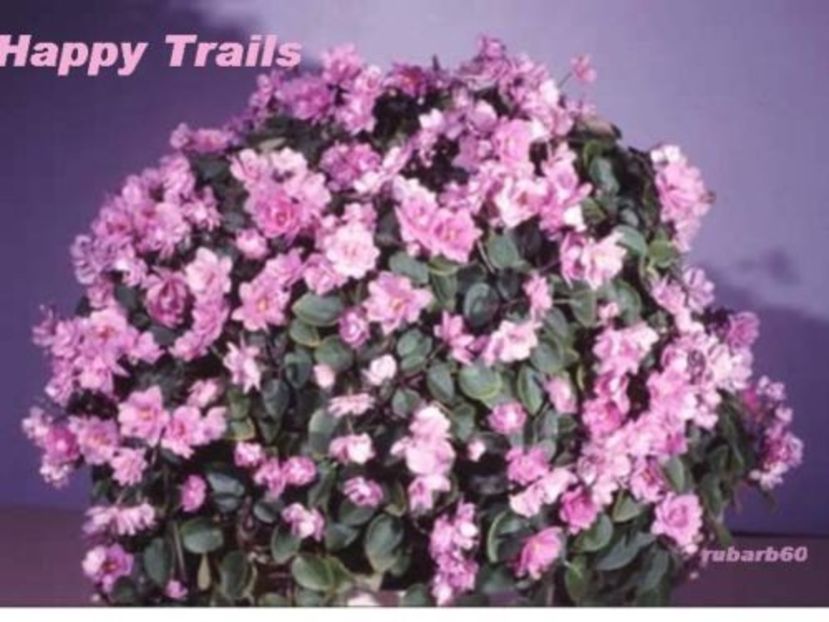 Happy Trails poza net - Happy Trails