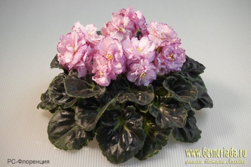 RS Florencia poza net - RS Florencia