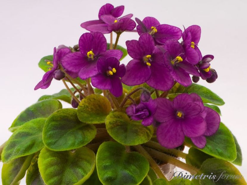 Sensational Sandra poza net - ZZ Sensational Sandra