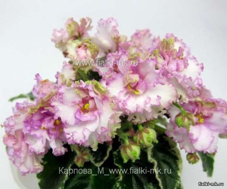 N Kruzhevnitsa poza net - N Kruzhevnitsa