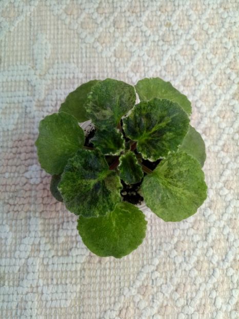 24 oct - ZZ Royal Rage