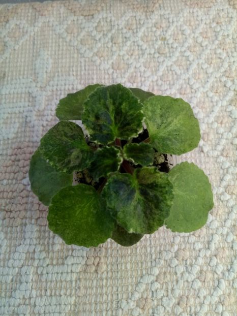 24 oct - ZZ Royal Rage