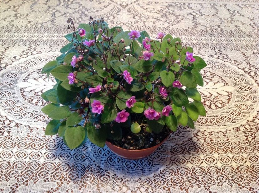 Rob's Toorooka poza net - Rob s Toorooka