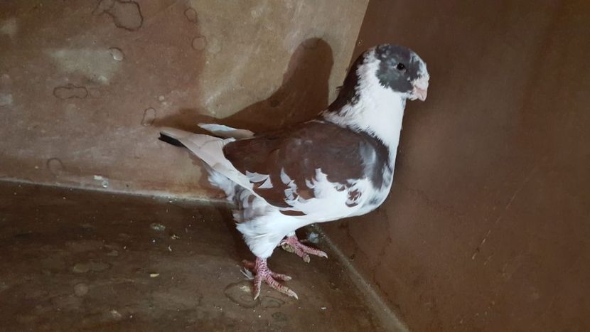 IMG-20191024-WA0087 - POZE SUPLIMENTARE