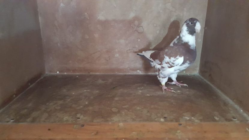 IMG-20191024-WA0085 - POZE SUPLIMENTARE