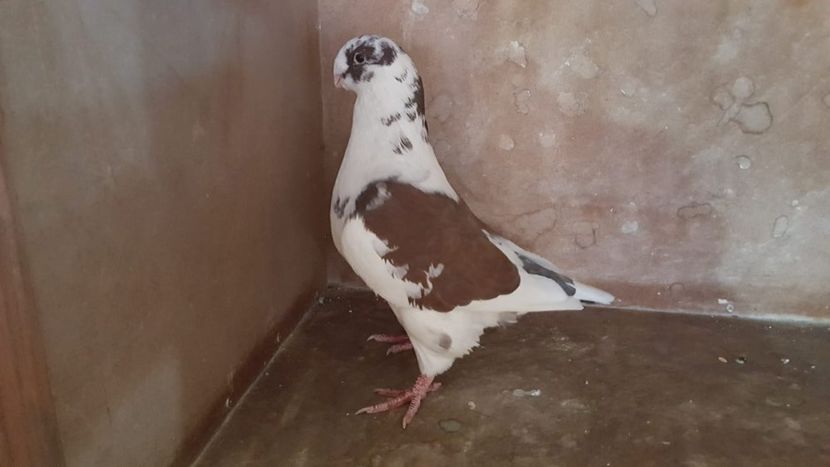 1-0 2016 - PORUMBEI VANDUTI