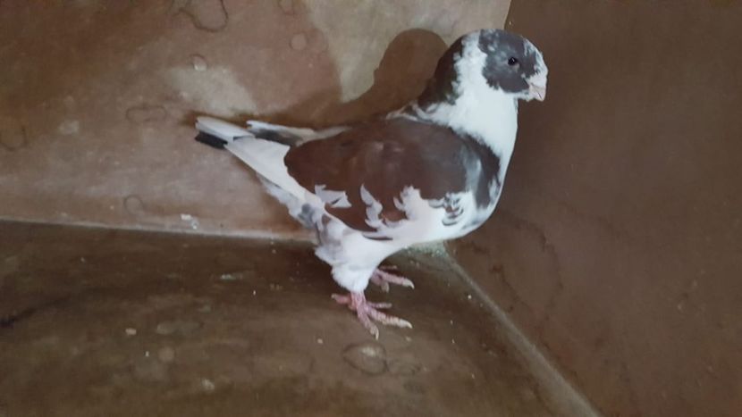 1-0 2015 - PORUMBEI VANDUTI