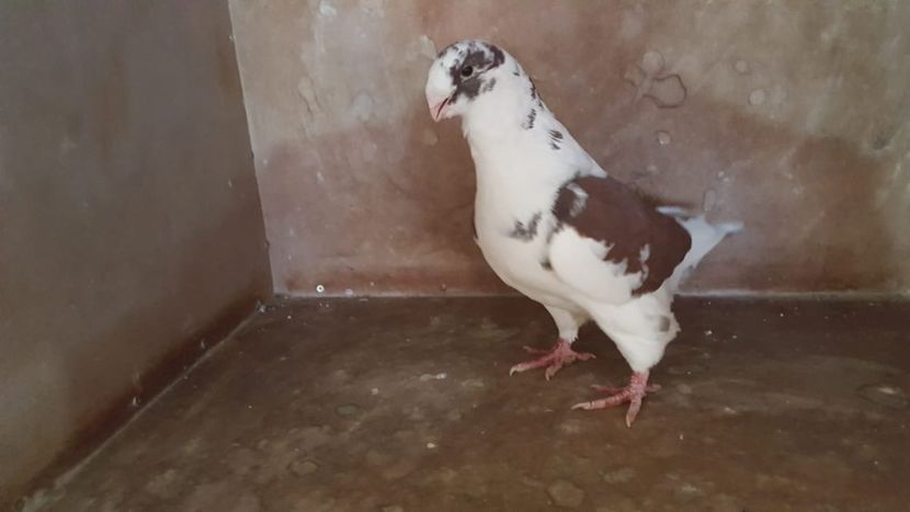 IMG-20191024-WA0083 - POZE SUPLIMENTARE