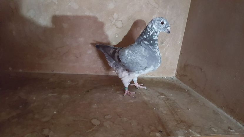 0-1 H 2019 - PORUMBEI VANDUTI