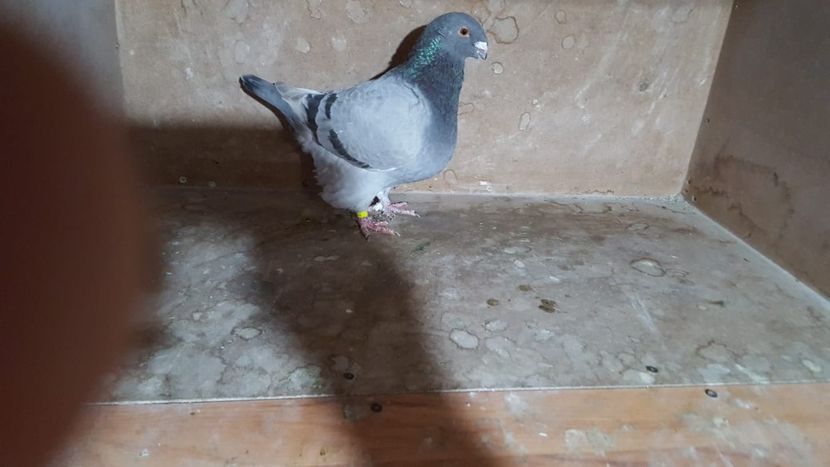 IMG-20191024-WA0057 - POZE SUPLIMENTARE