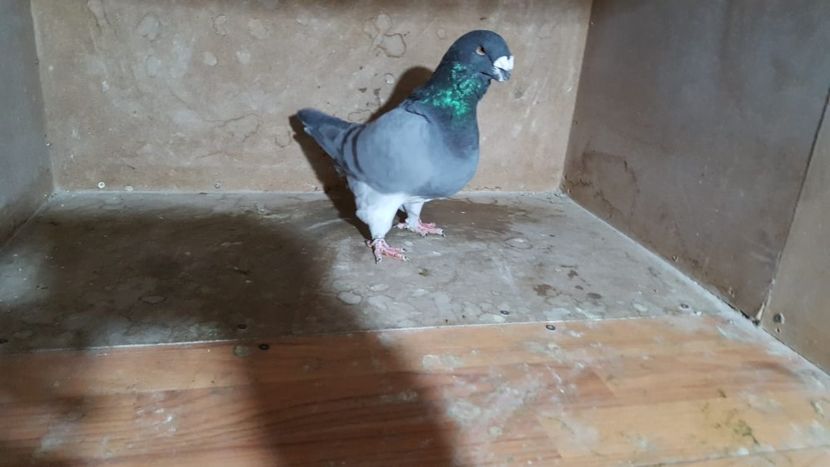 1-0 2014 - PORUMBEI VANDUTI