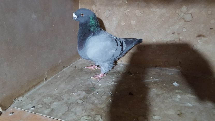 IMG-20191024-WA0066 - POZE SUPLIMENTARE