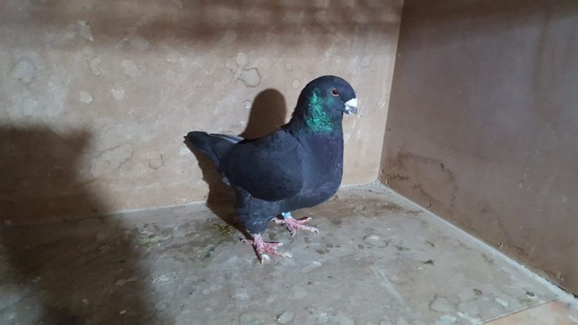 1-0 2018 - PORUMBEI VANDUTI