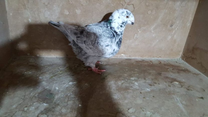 IMG-20191024-WA0052 - POZE SUPLIMENTARE