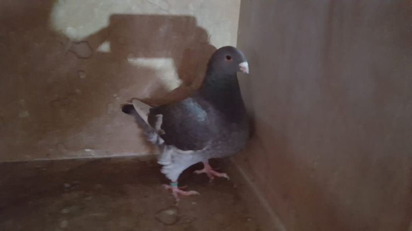 0-1 H 2019 - PORUMBEI VANDUTI