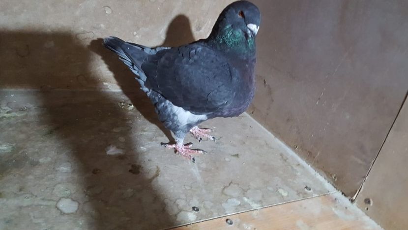 0-1 2019 - PORUMBEI VANDUTI