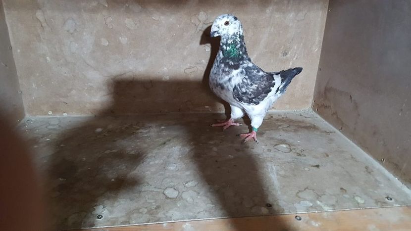 1-0 2019 - PORUMBEI VANDUTI