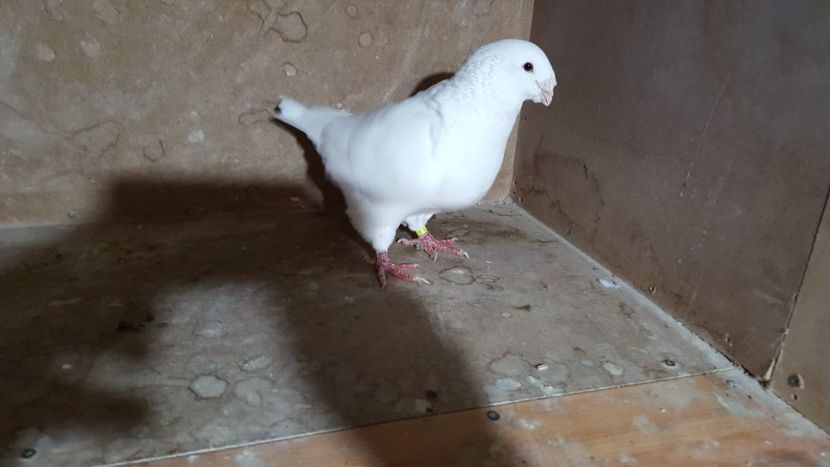 1-0 2017 - PORUMBEI VANDUTI