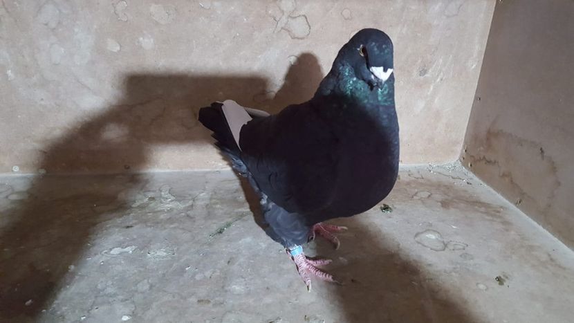 0-1 2018 - POZE SUPLIMENTARE