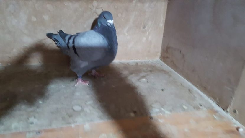 IMG-20191024-WA0041 - POZE SUPLIMENTARE