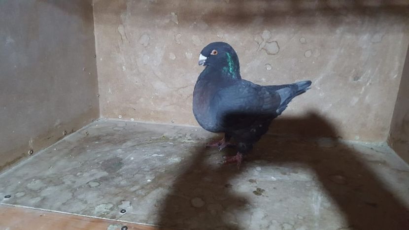 0-1 2016 - PORUMBEI VANDUTI