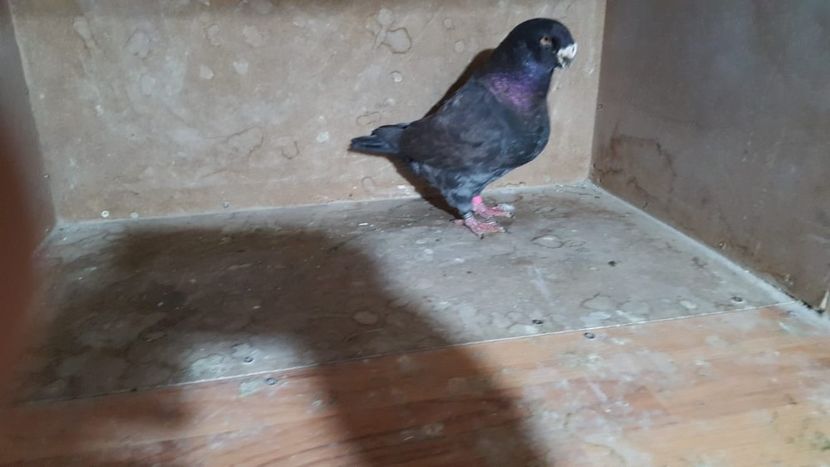 1-0 H 2014 - POZE SUPLIMENTARE