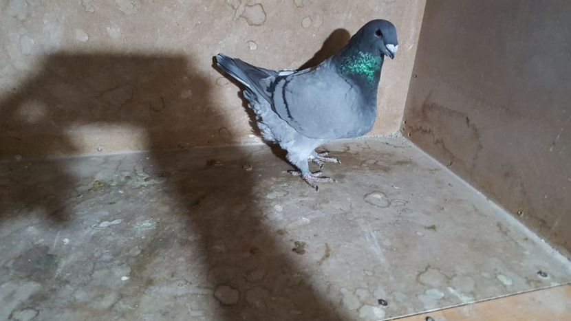 0-1 H 2019 - POZE SUPLIMENTARE