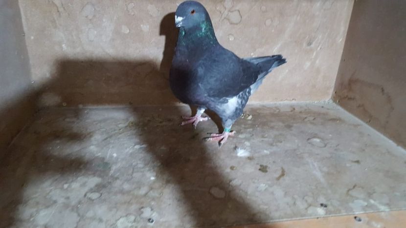 0-1 2019 - PORUMBEI VANDUTI