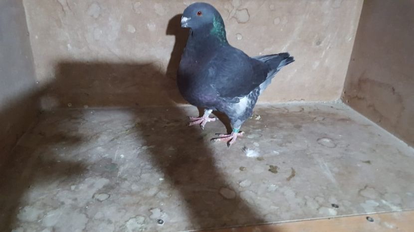 IMG-20191024-WA0023 - POZE SUPLIMENTARE