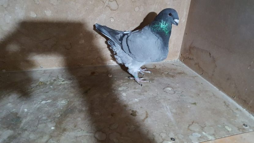 0-1 H 2019 - POZE SUPLIMENTARE