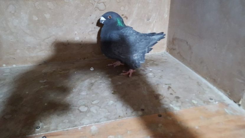 0-1 H 2015 - POZE SUPLIMENTARE