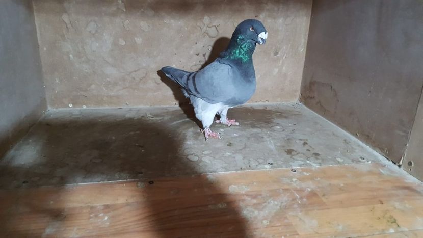 1-0 2014 - POZE SUPLIMENTARE