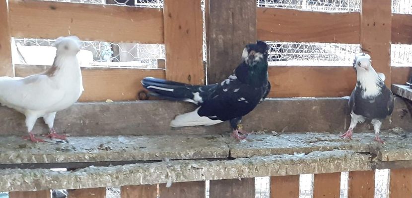  - 5-Jucatori de Amara