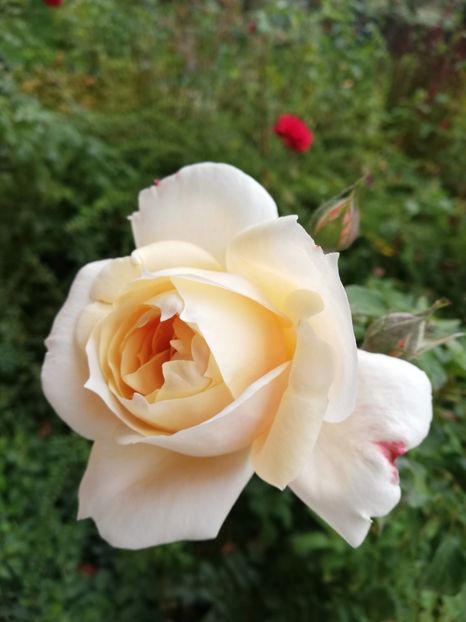  - Gradina octombrie 2019