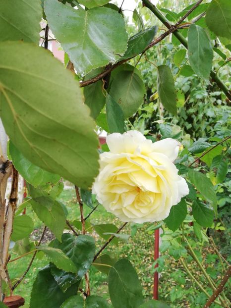  - Gradina octombrie 2019