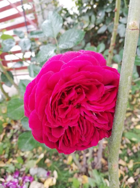  - Gradina octombrie 2019