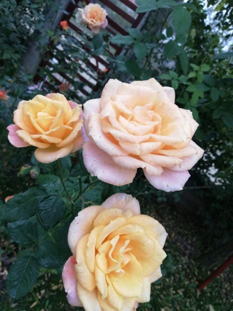  - Gradina octombrie 2019
