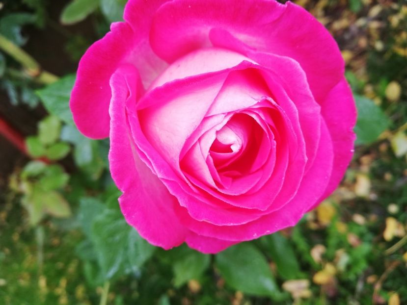  - Gradina octombrie 2019