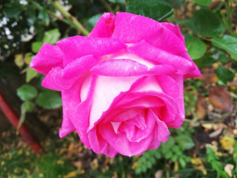  - Gradina octombrie 2019