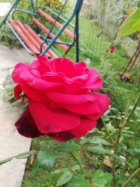  - Gradina octombrie 2019