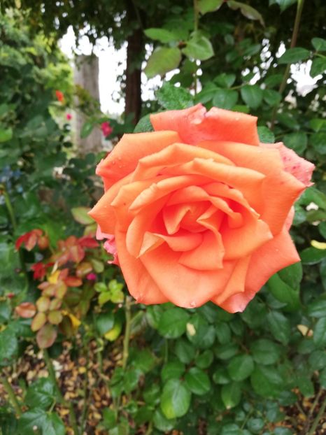  - Gradina octombrie 2019