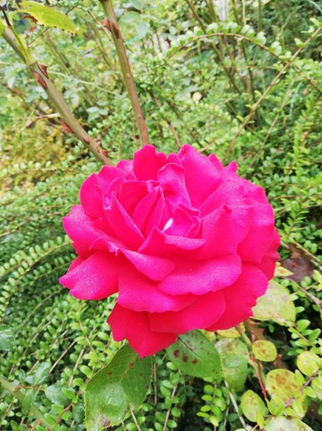  - Gradina octombrie 2019