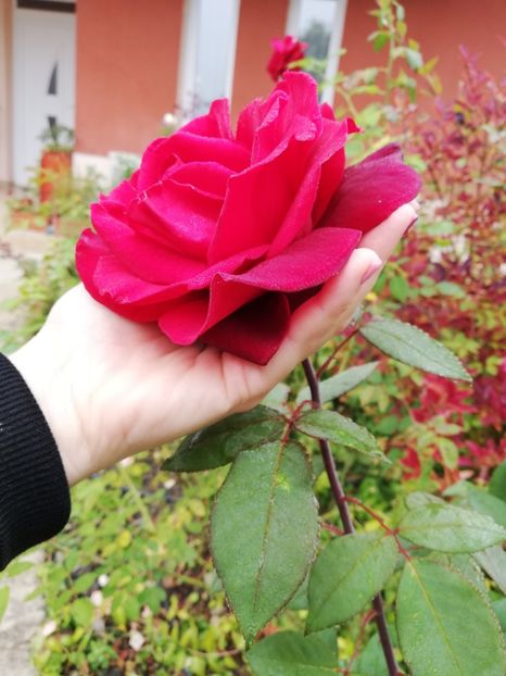  - Gradina octombrie 2019
