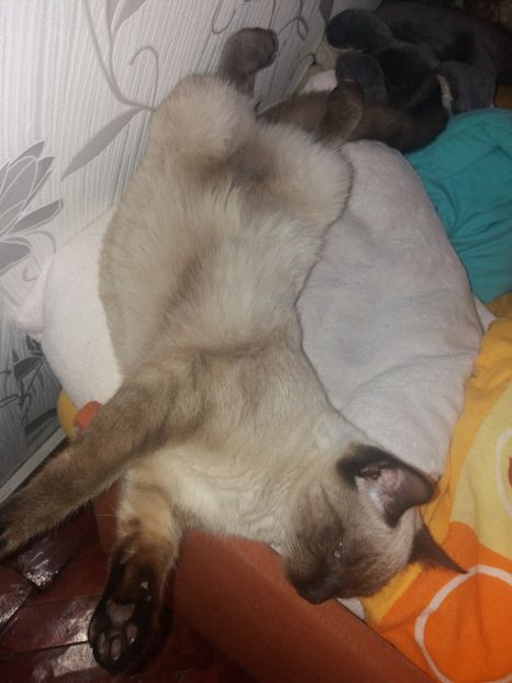  - Daisy și Duracel în octombrie 2019