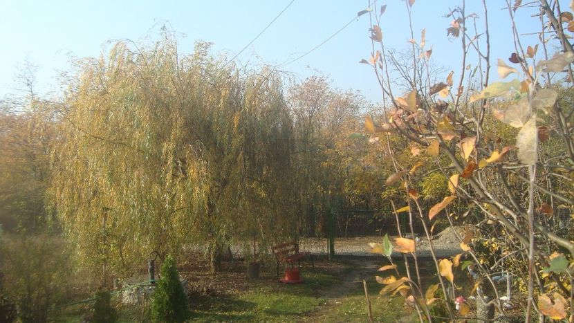  - toamna 2019