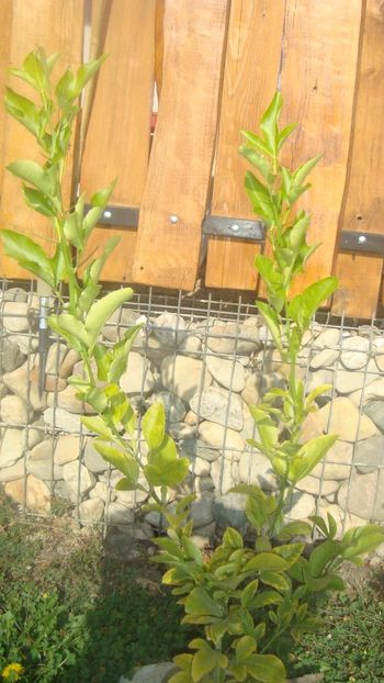 lamai trifoliat - toamna 2019